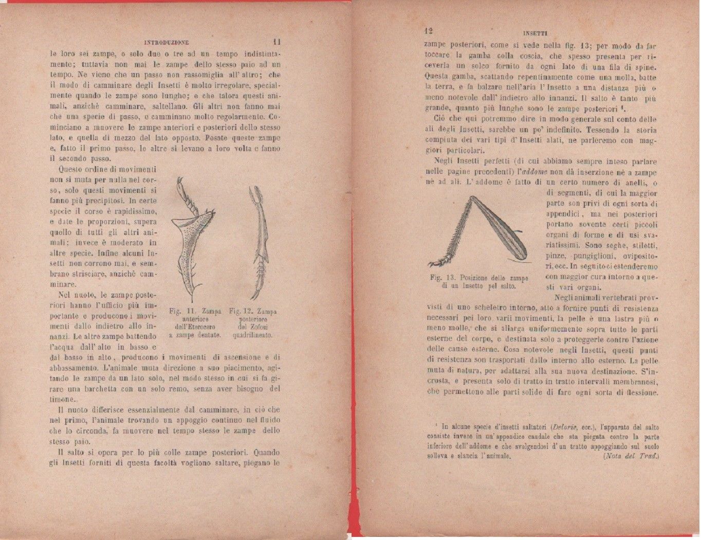 Zampa di Eterocero, Zofosi / Zampe di un insetto pel …