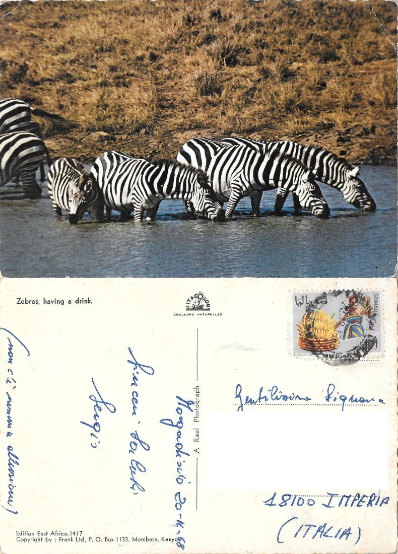 Zebras, having s drink. Somalia. Viaggiata 1968