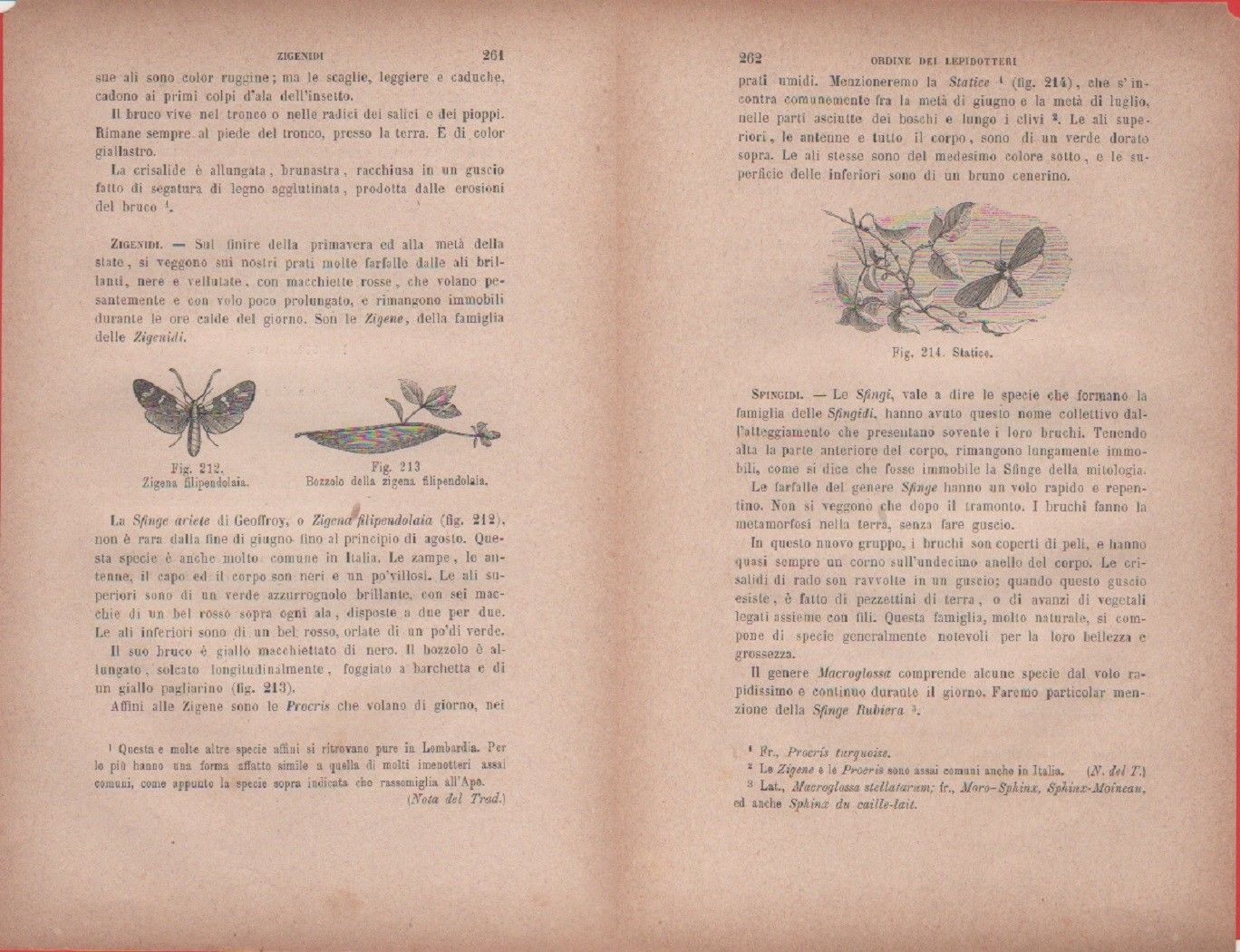 Zigena filipendulaia, Bozzolo di Z./Statice. Vecchia stampa