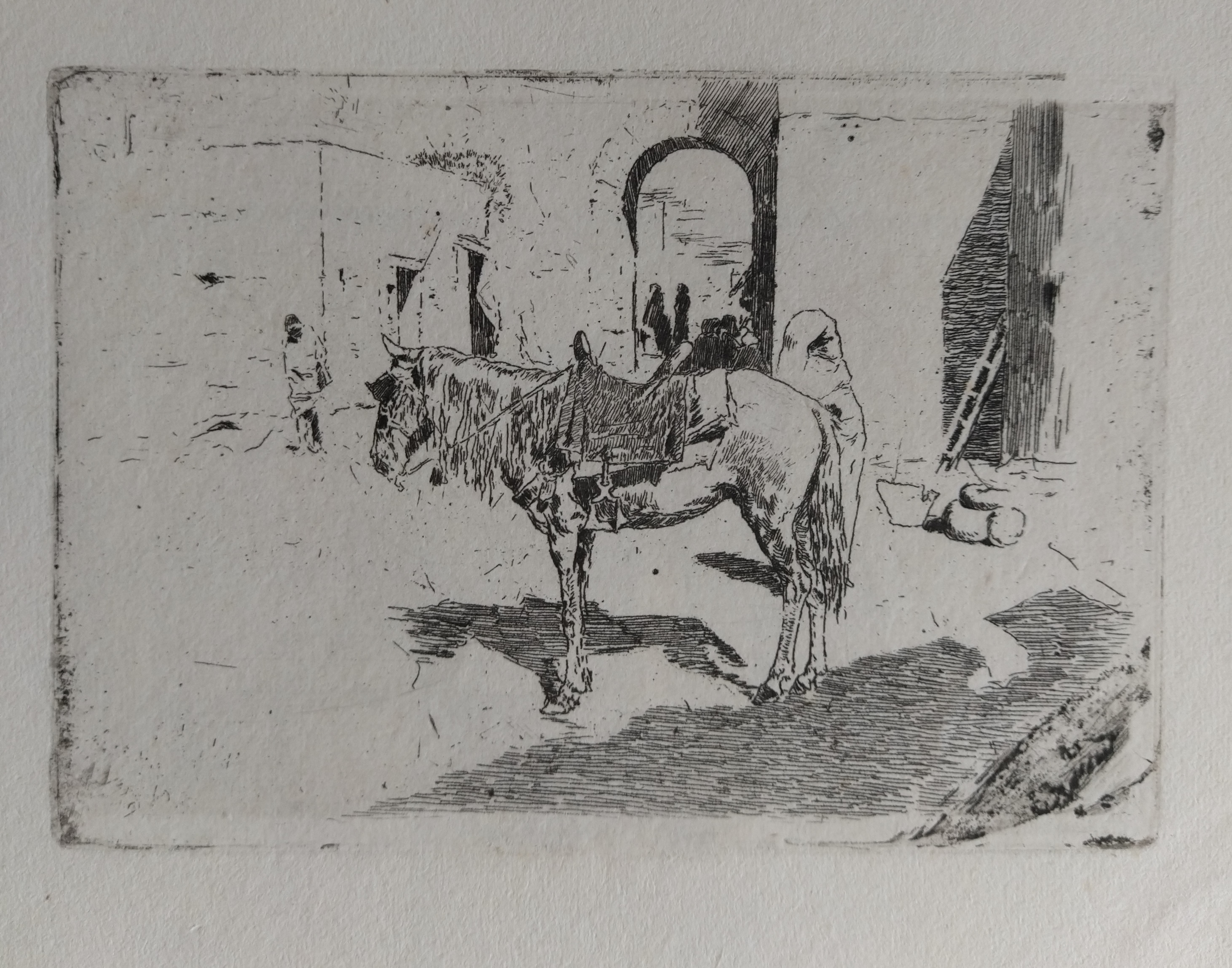 Cheval du Maroc