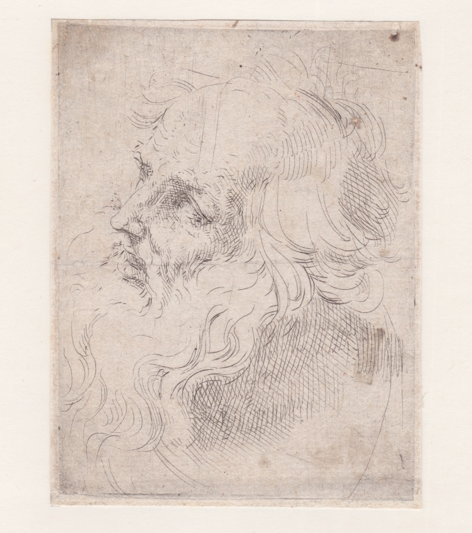 Testa di vecchio volto a sinistra, 1630 c.