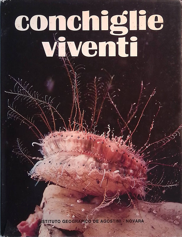 Conchiglie viventi