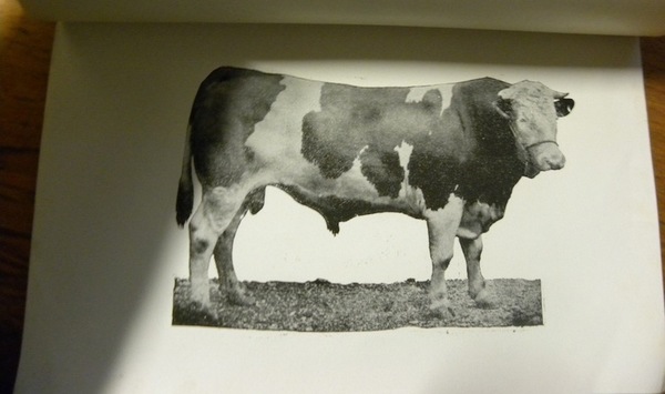 Das Freiburger Rindvieh. Monographie.