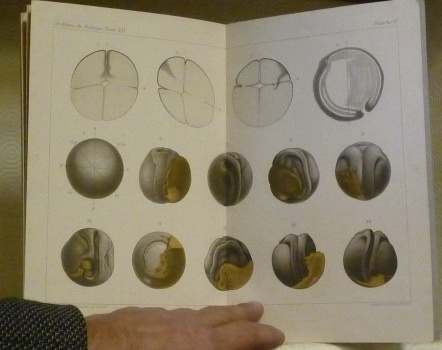 Recherches expérimentales sur l’oeuf de Rana fusca. Extrait des Archives …