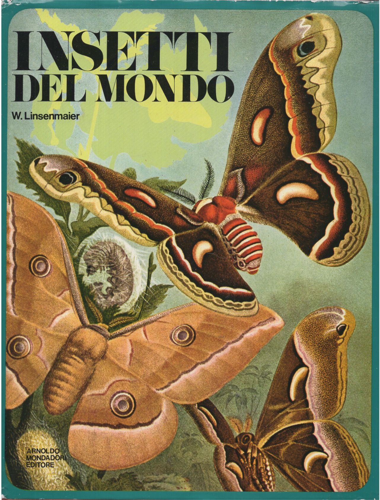 Insetti del Mondo