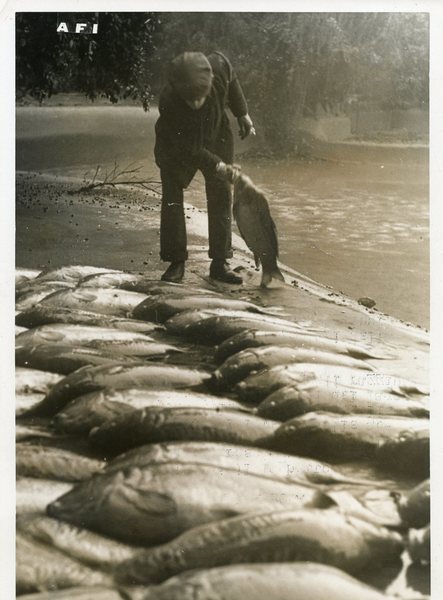 Pesca a villa Ada