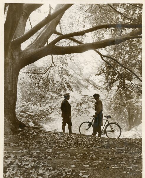 Un incontro tra gli alberi