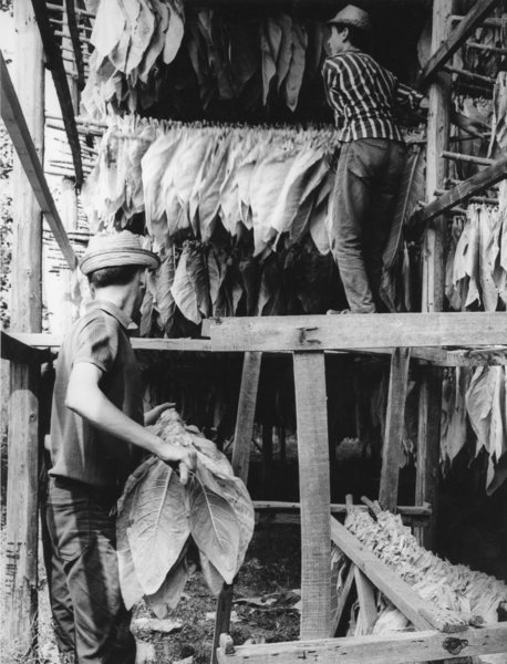 La lavorazione del tabacco