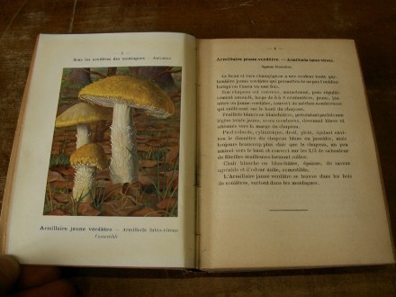 NOUVEL ATLAS DE POCHE DES CHAMPIGNONS - Comestbles et Vnneux.