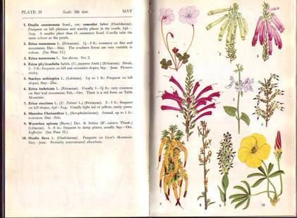 WILD FLOWERS OF THE CAPE PENINSULA.with text and nomenclature compiled …