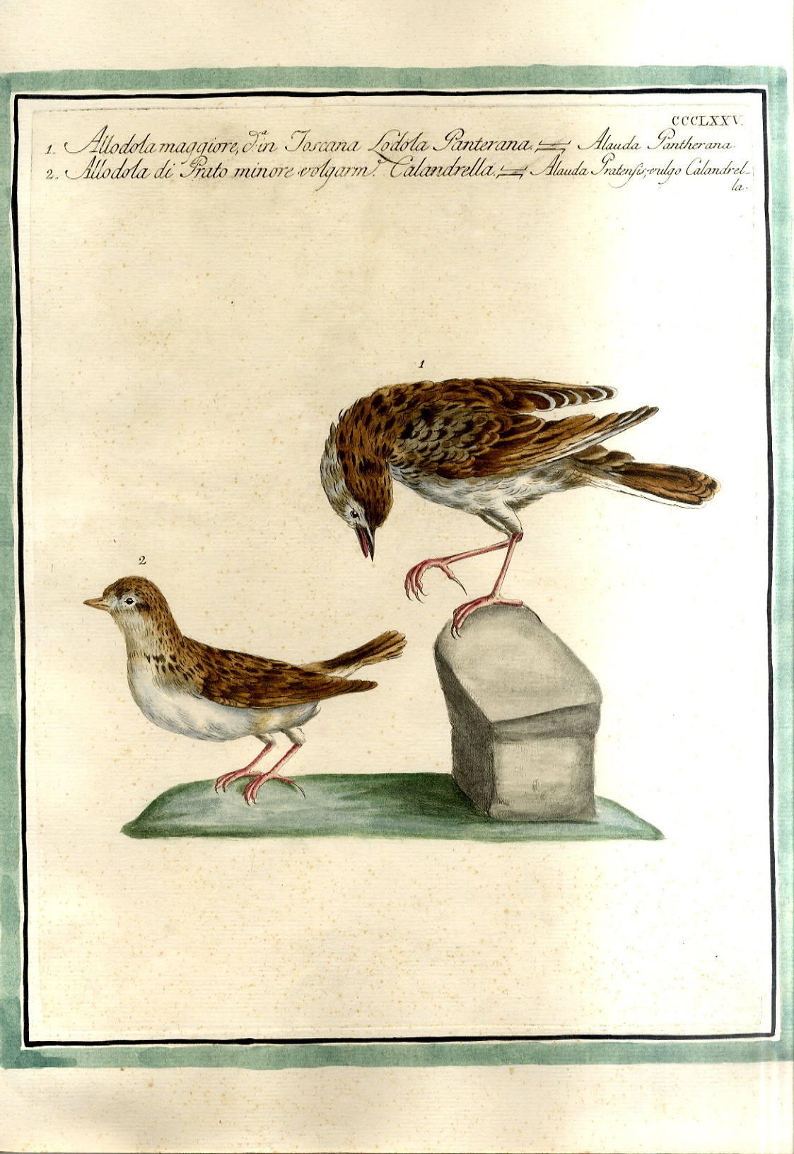 Allodola Maggiore - Allodola di prato minore