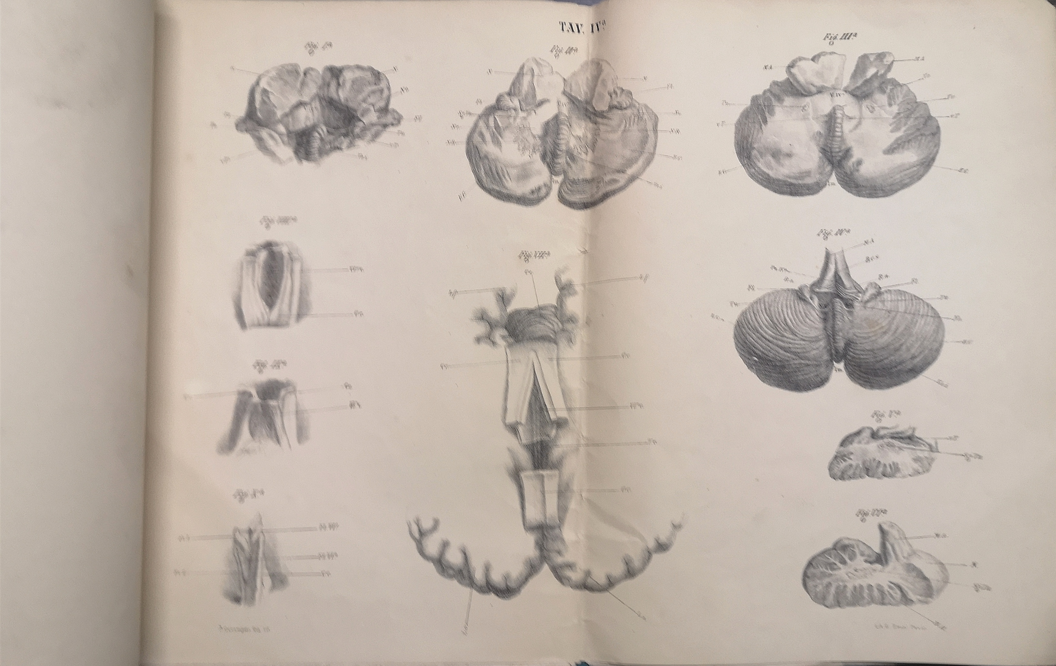 Contributo alla anatomia del cervelletto umano e dell’apparato ventricolare e …