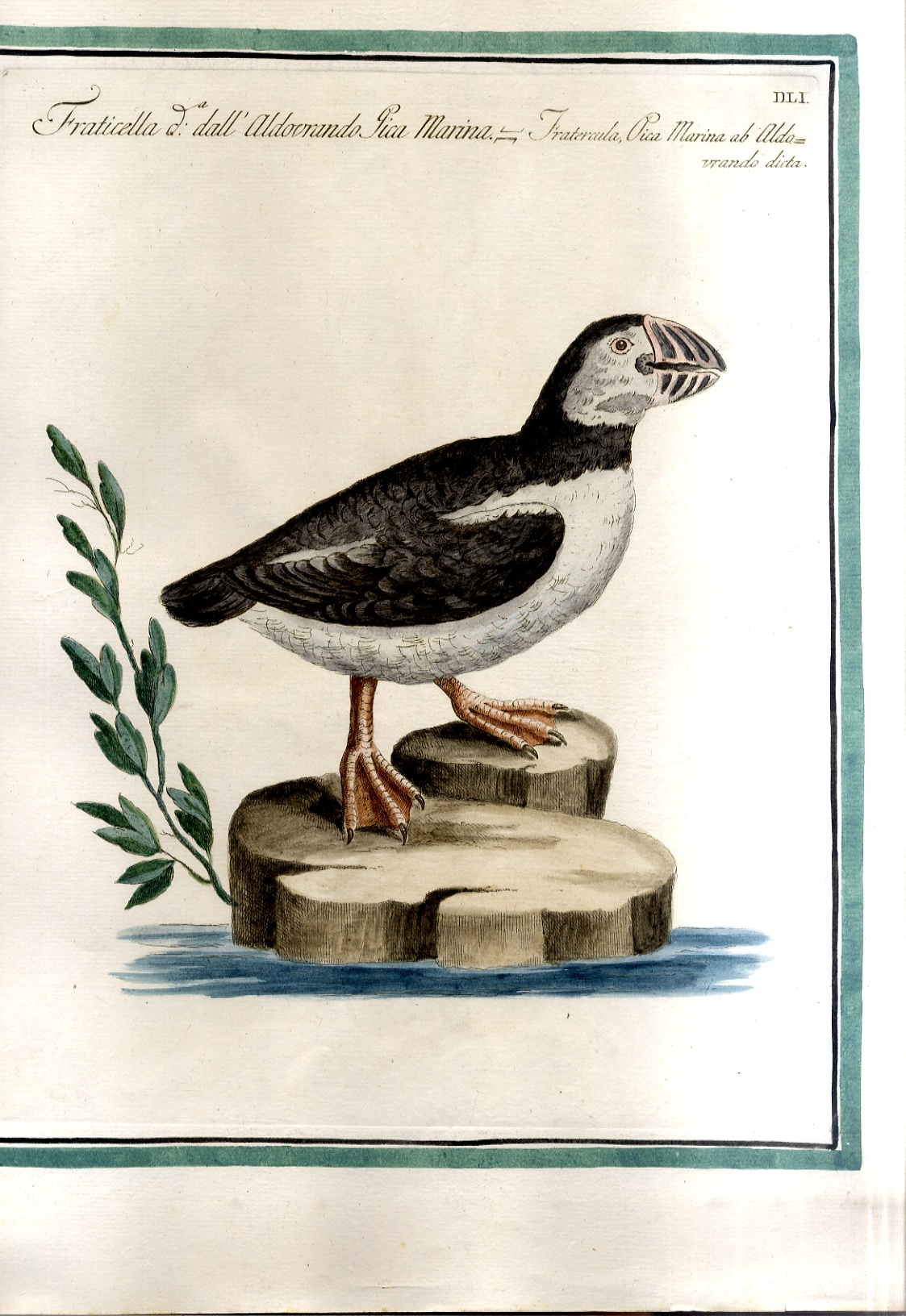 Fraticella dall'Aldovrando Pica marina