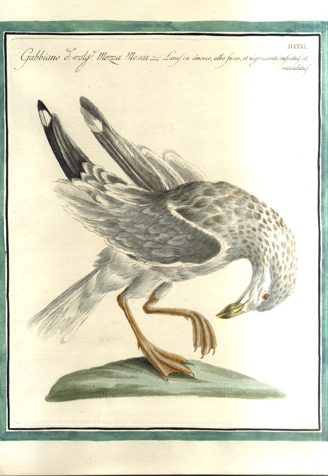 Gabbiano detto Mezza mosca