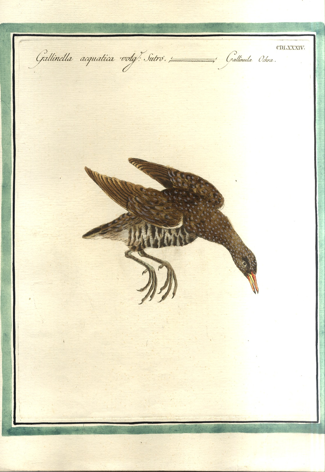 Gallinella acquatica detta Sutro