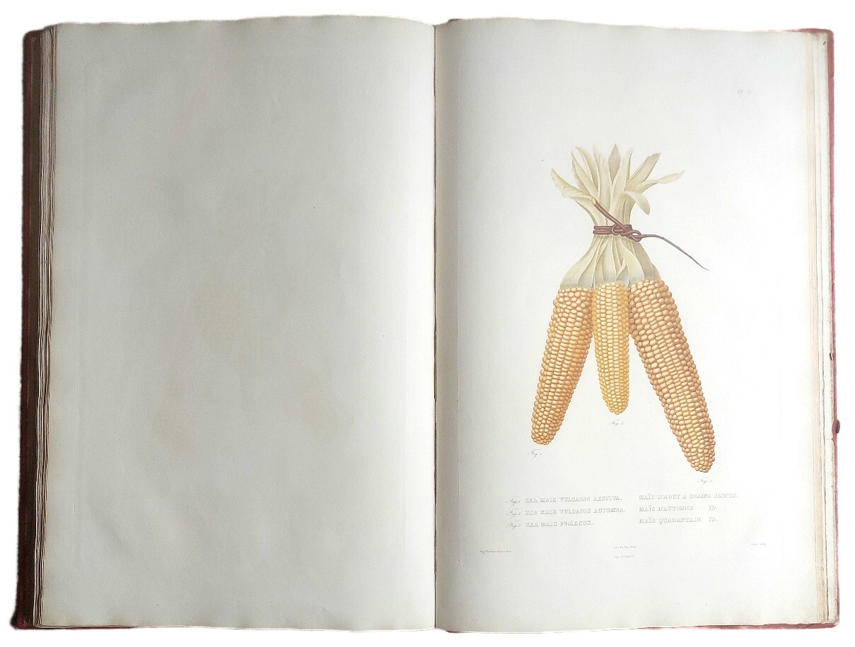 Histoire Naturelle, Agricole et &amp;Eacute;conomique du Ma&amp;iuml;s.