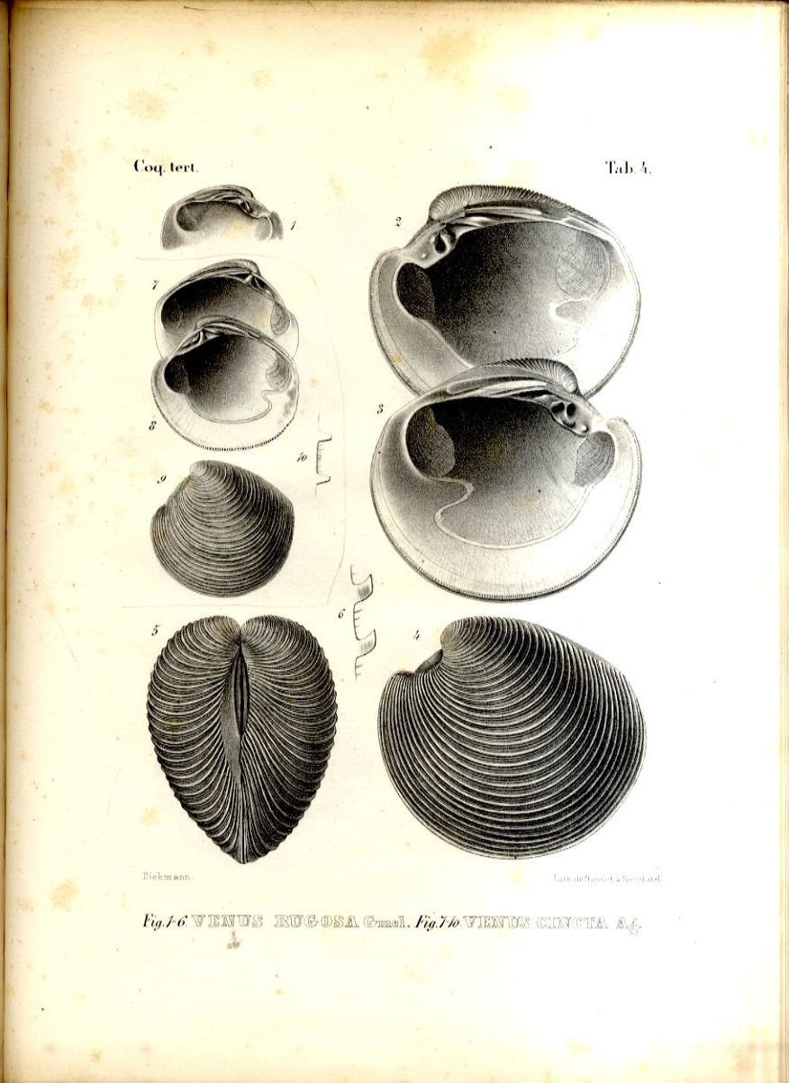 Iconographie des coquilles tertiaires: