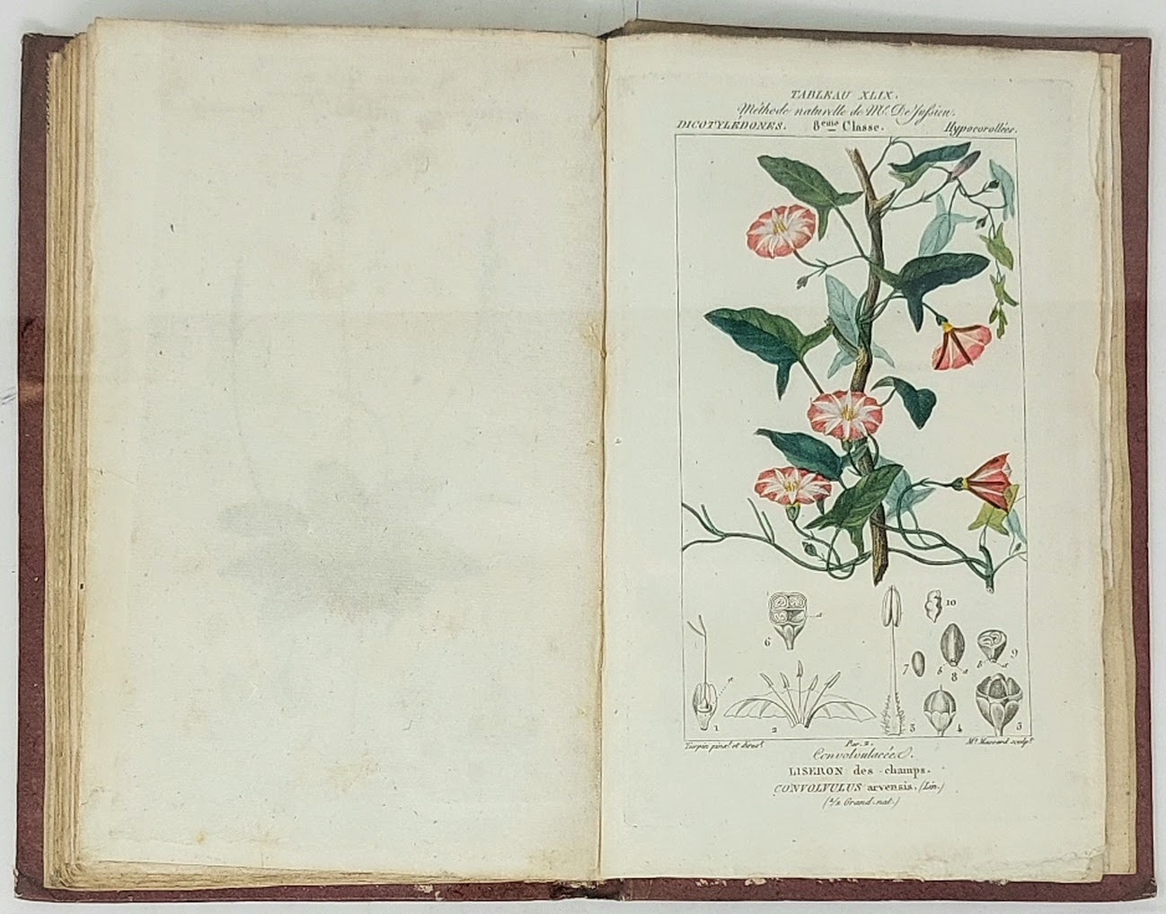 Le&amp;ccedil;ons de Flore. Cours complet de Botanique. Explication de tous …