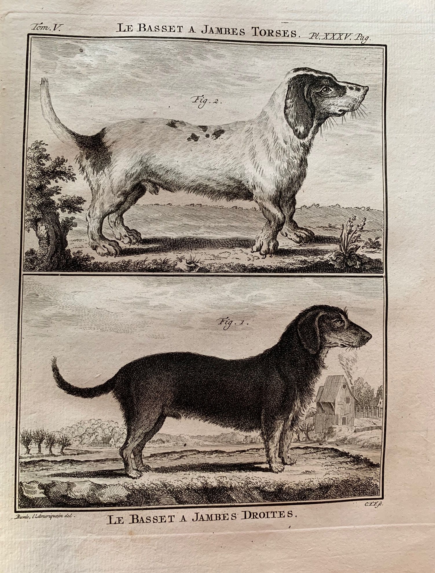 Le basset a jambes torses/Le basset a jambes droites.