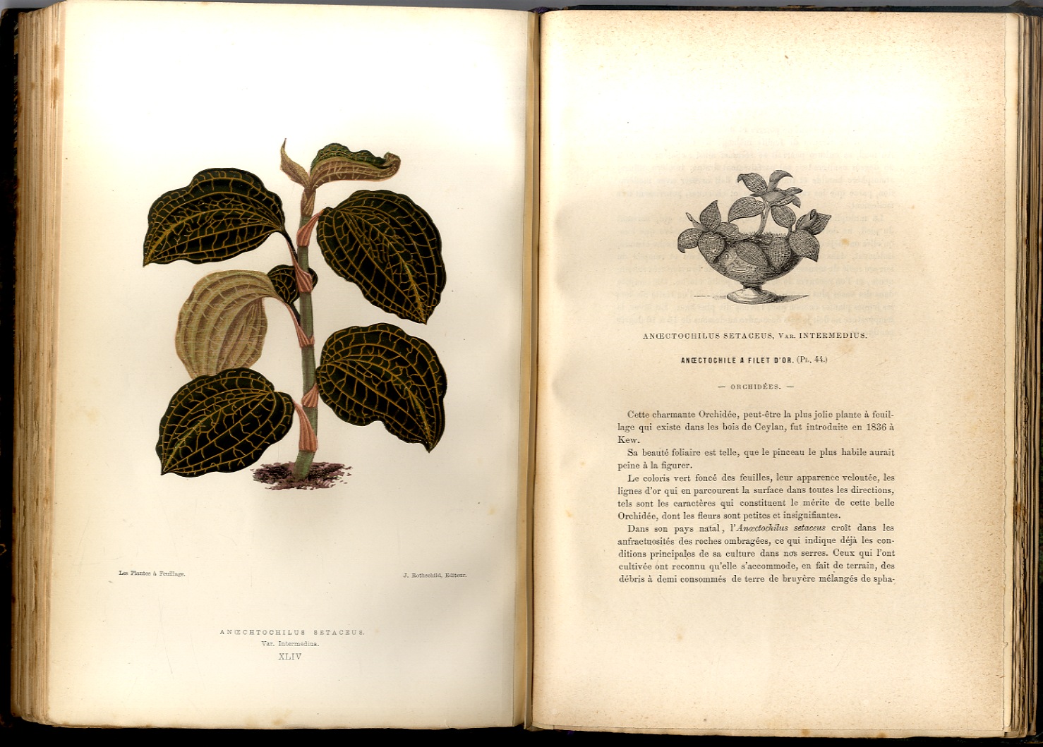 Les Plantes à Feuillage Coloré. Histoire, Déscription, Culture, Emploi, des …