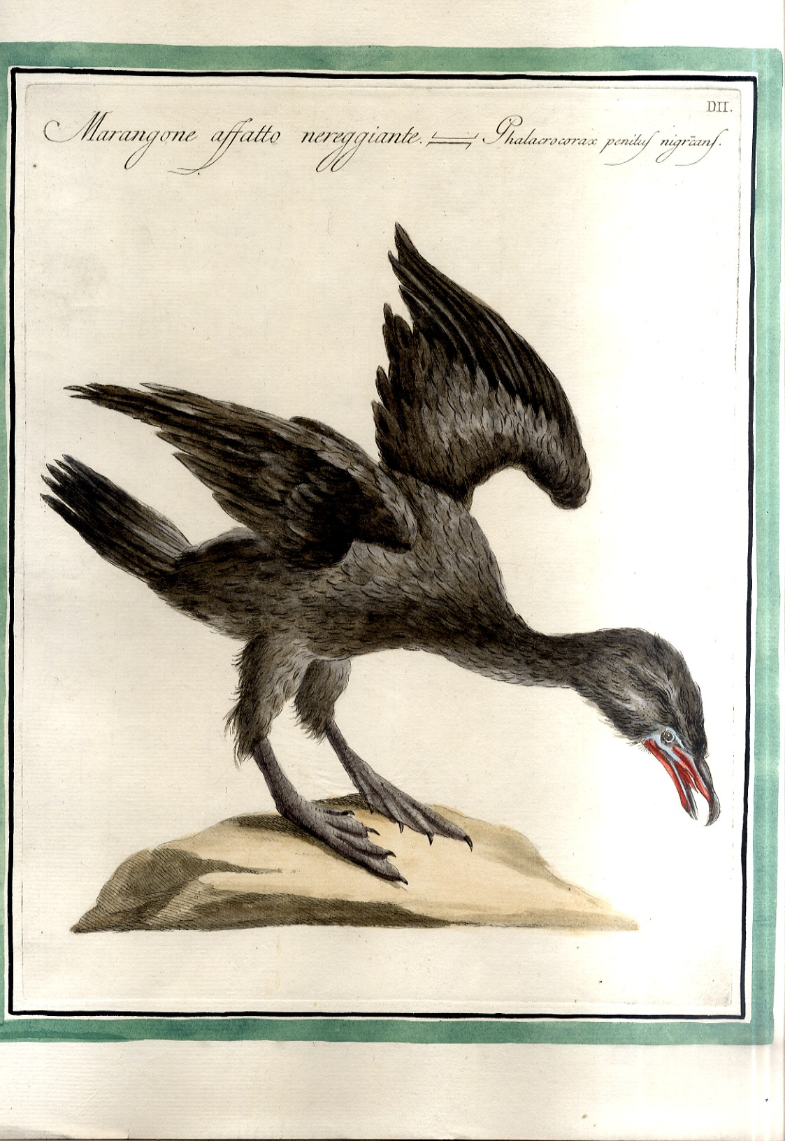 Marangone affatto nereggiante