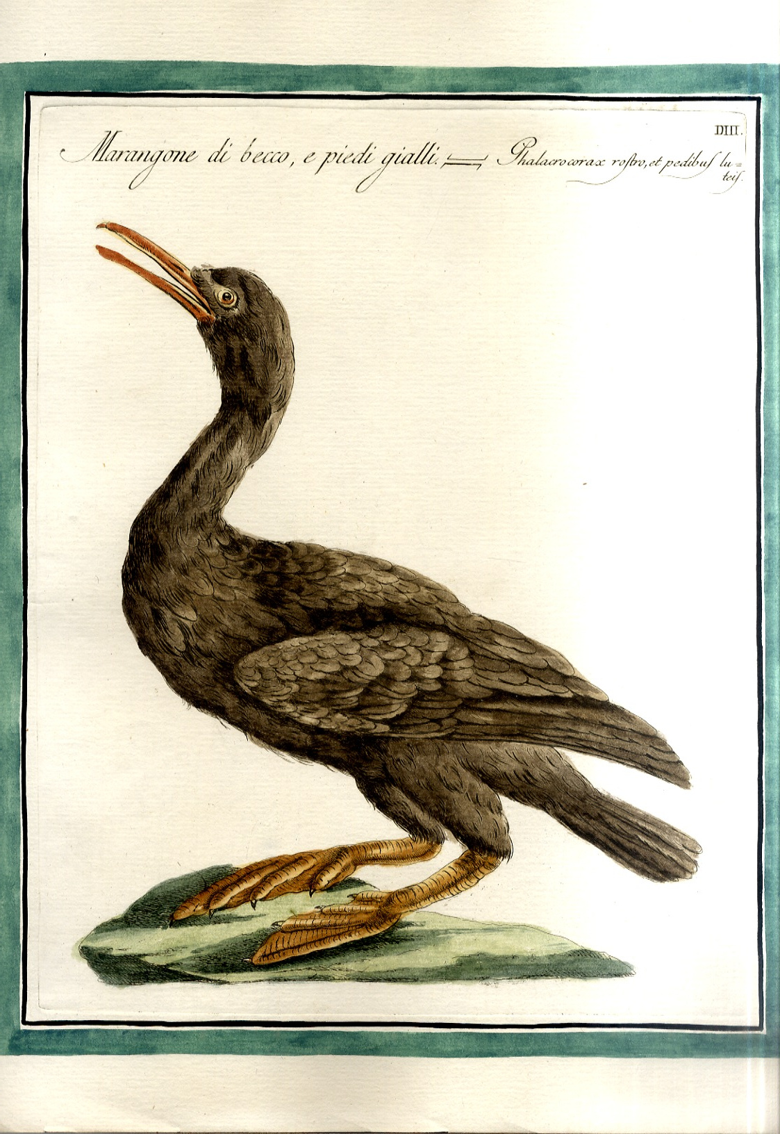 Marangone di piedi e becco gialli