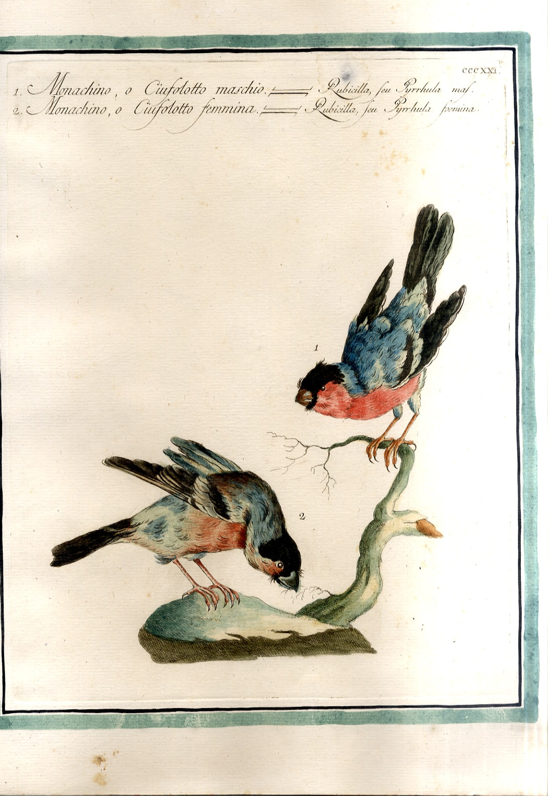 Monachino o Ciuffolotto - maschio e femmina