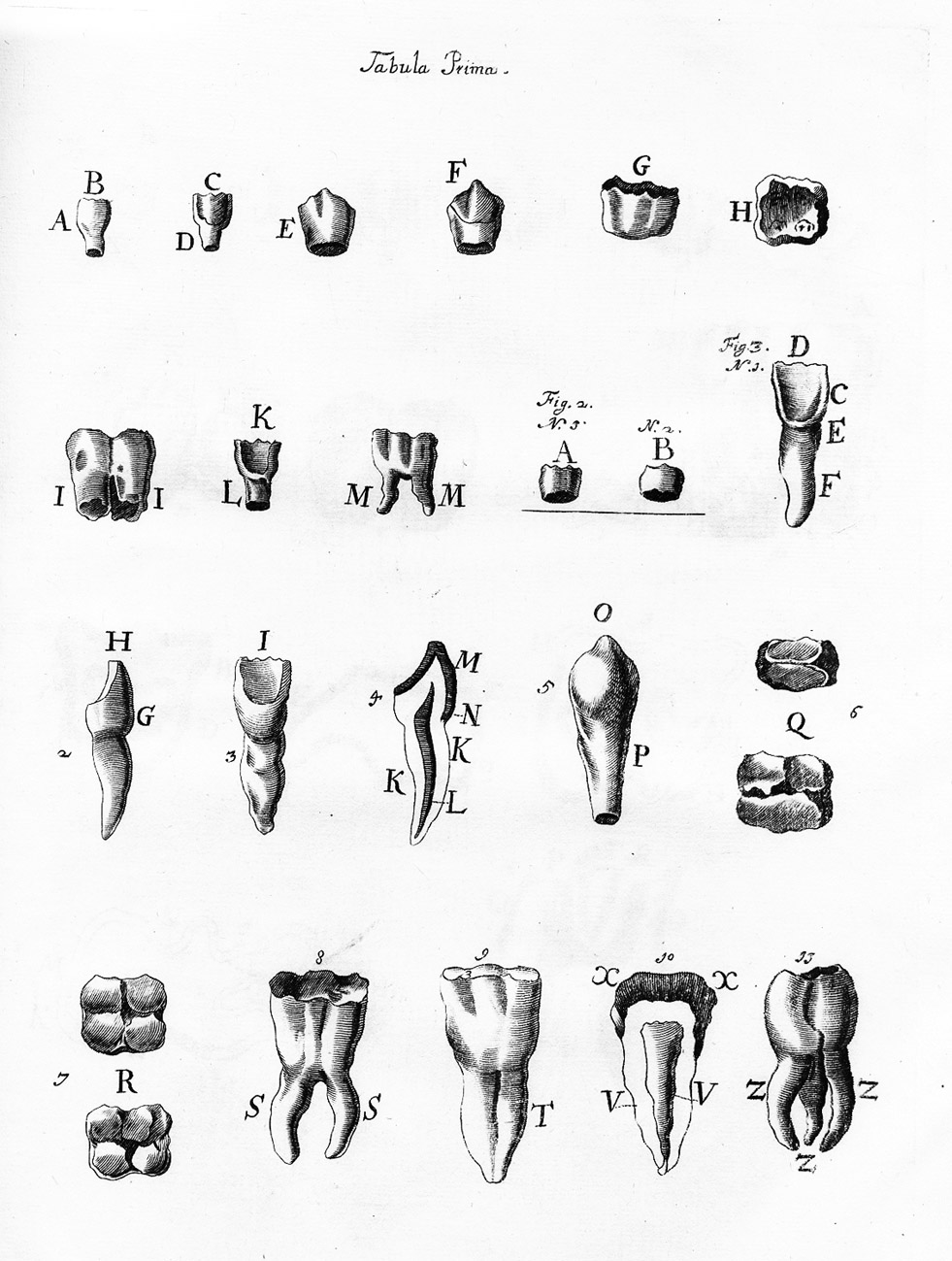 Opera Medica, et Anatomica Varia (Opera posthuma).