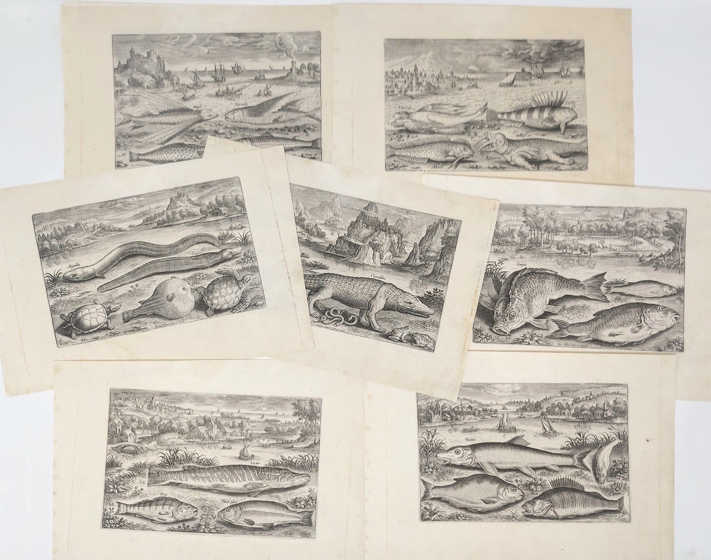 Piscium vivae icones in aes incisae et editae ab Adriano …