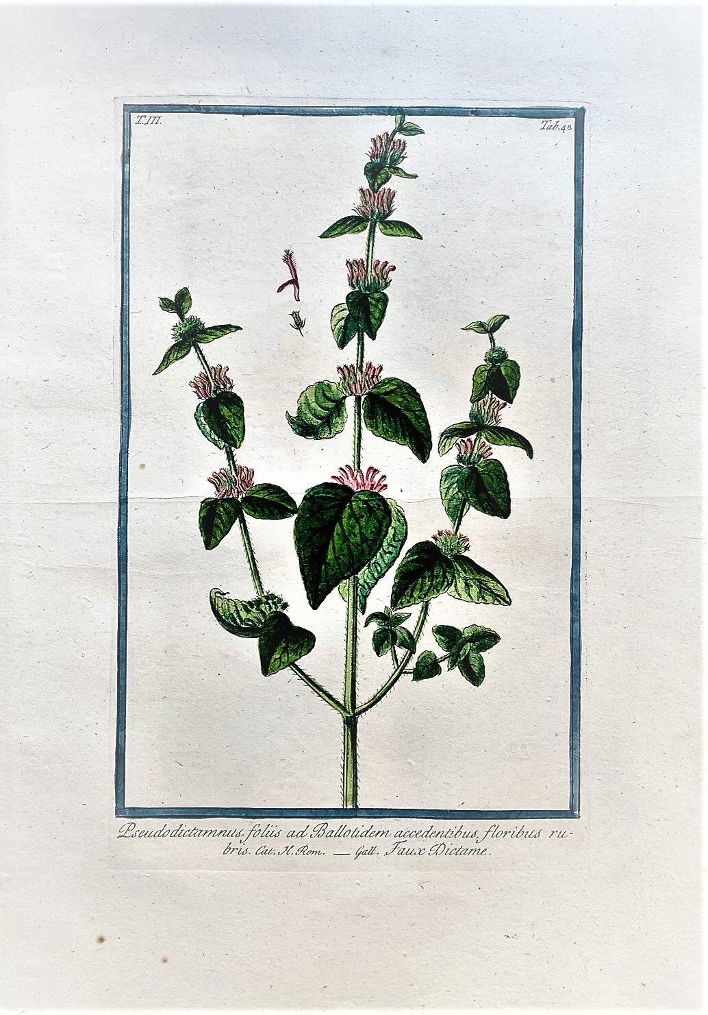 Pseudo dictamnus foliis ad Ballotidem accedentibus, floribus rubris