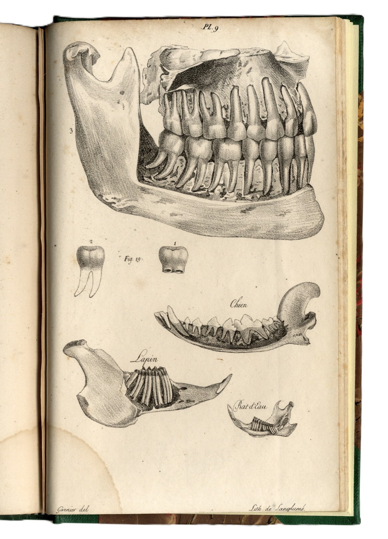 Recherches sur l'art de diriger la Seconde Dentition en g&amp;eacute;n&amp;eacute;ral, …