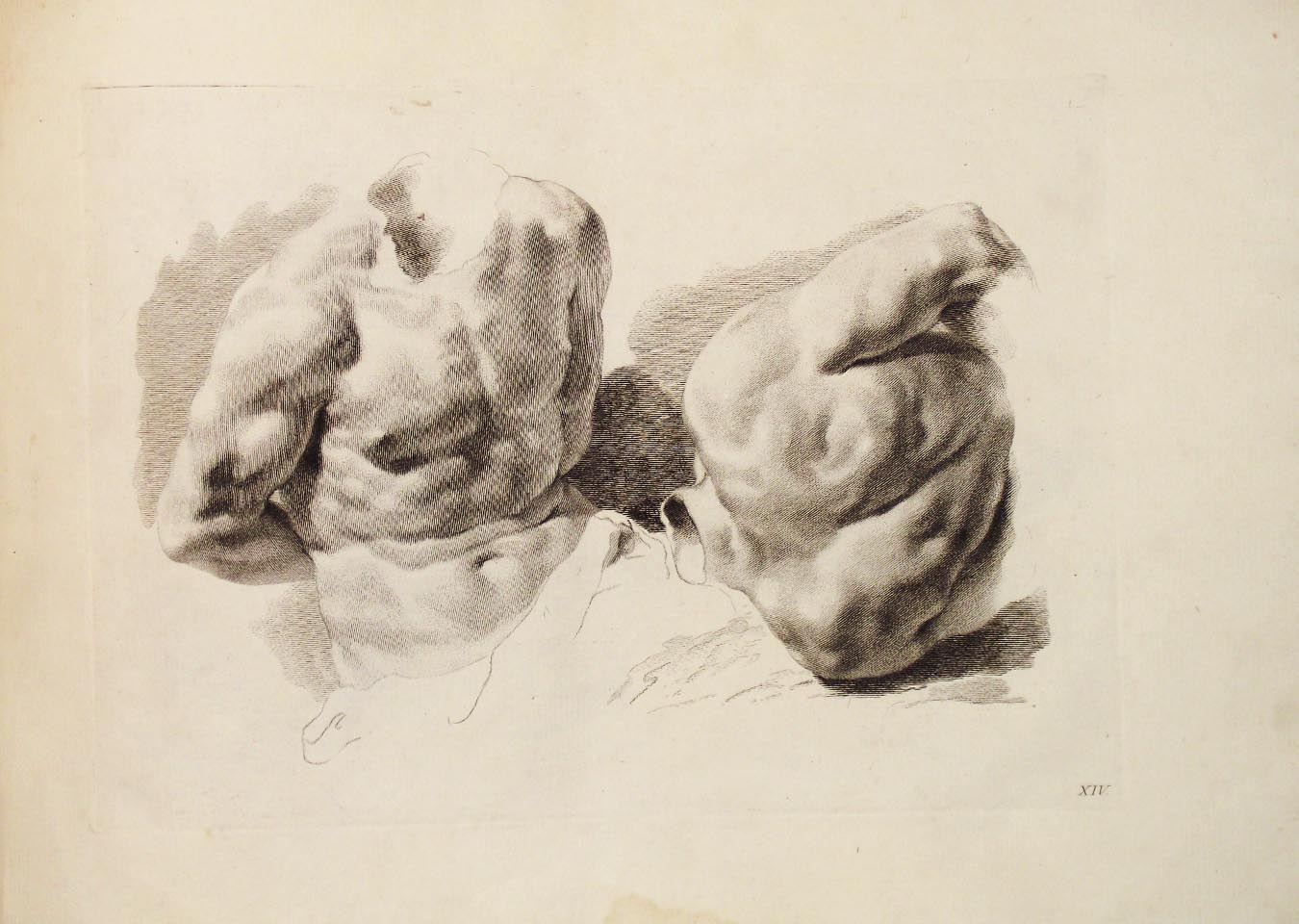 Studio di busti. Tav. XIV