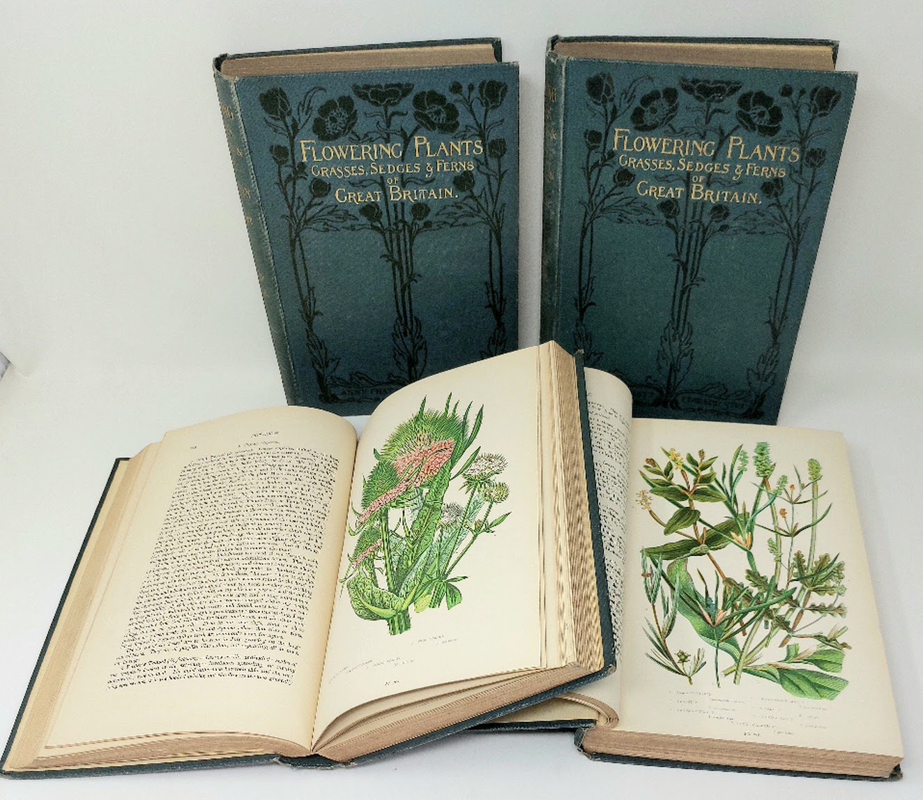 The Flowering Plants. Grasses, Sedges &amp;amp; Ferns of Great Britain …