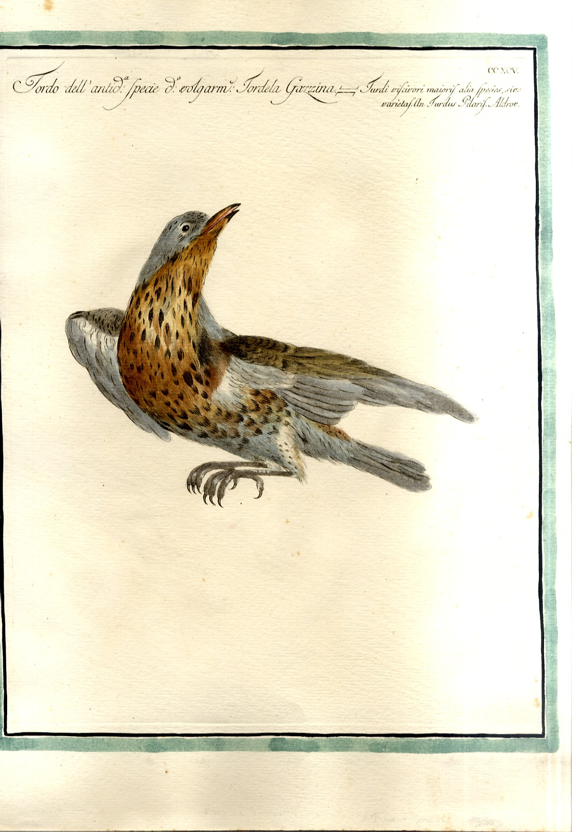 Tordo dell'antica specie