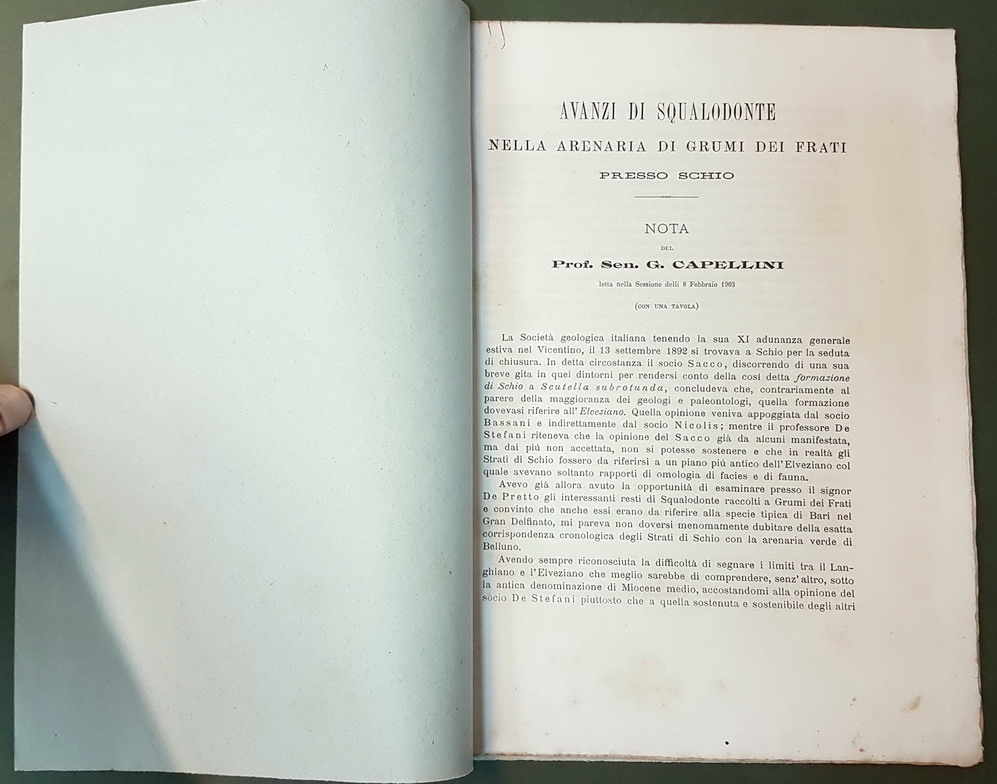 AVANZI DI SQUALODONTE NELLA ARENARIA DI GRUMI DEI FRATI PRESSO …