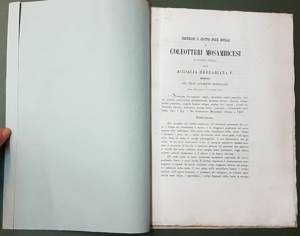 DESCRIZIONE DI QUATTRO SPECIE NOVELLE DI COLEOTTERI MOSAMBICESI E NOTIZIE …