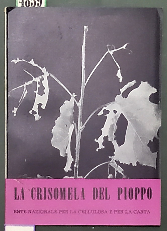 LA CRISOMELA DEL PIOPPO (Melasoma populi L.)