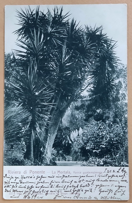 RIVIERA DI PONENTE - LA MORTALA, Yucca Guatemalensis