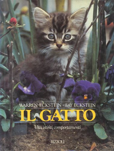 il gatto