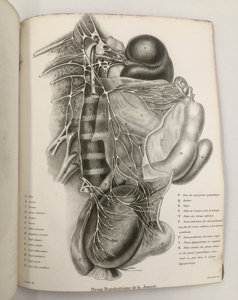 Recherches sur la DISPOSITION des NERFS de l'UTERUS et application …
