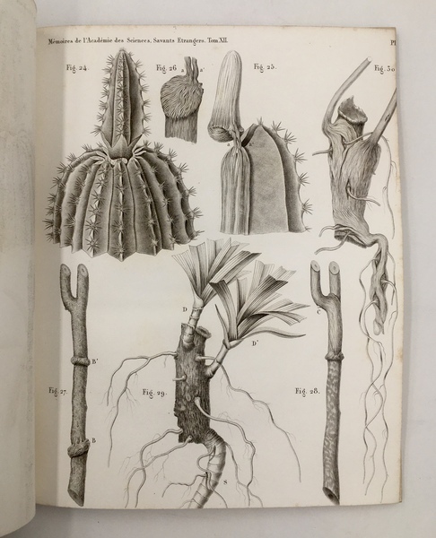 Mémoires sur la VISION. 1. Sur la FIGURE MATHéMATIQUE des …