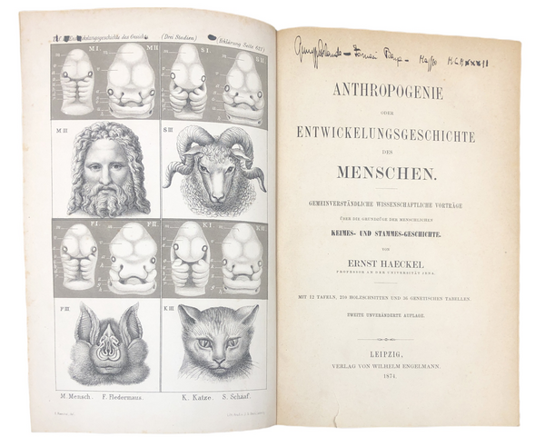 ANTHROPOGENIE oder ENTWICKELUNGSGESCHICHTE des MENSCHEN.