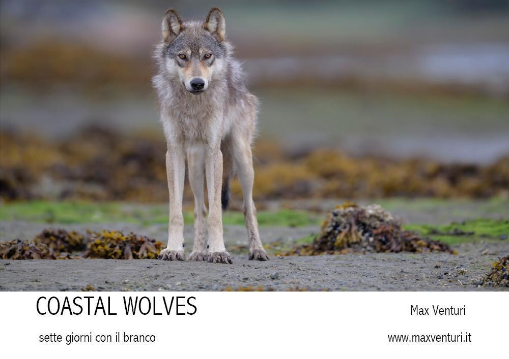 Coastal wolves. Sette giorni con il branco