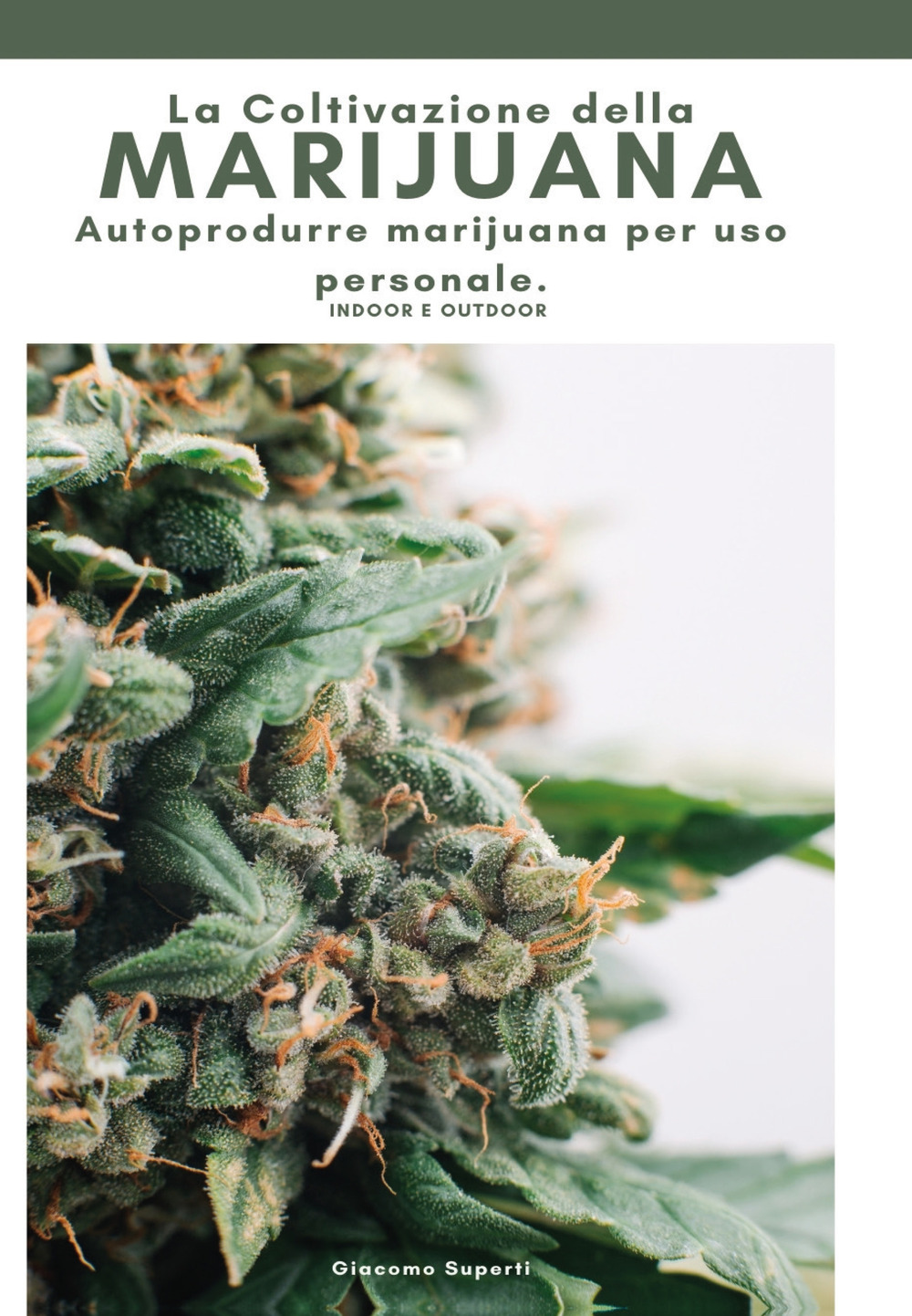 La coltivazione della marijuana. Autoprodurre marijuana per uso personale