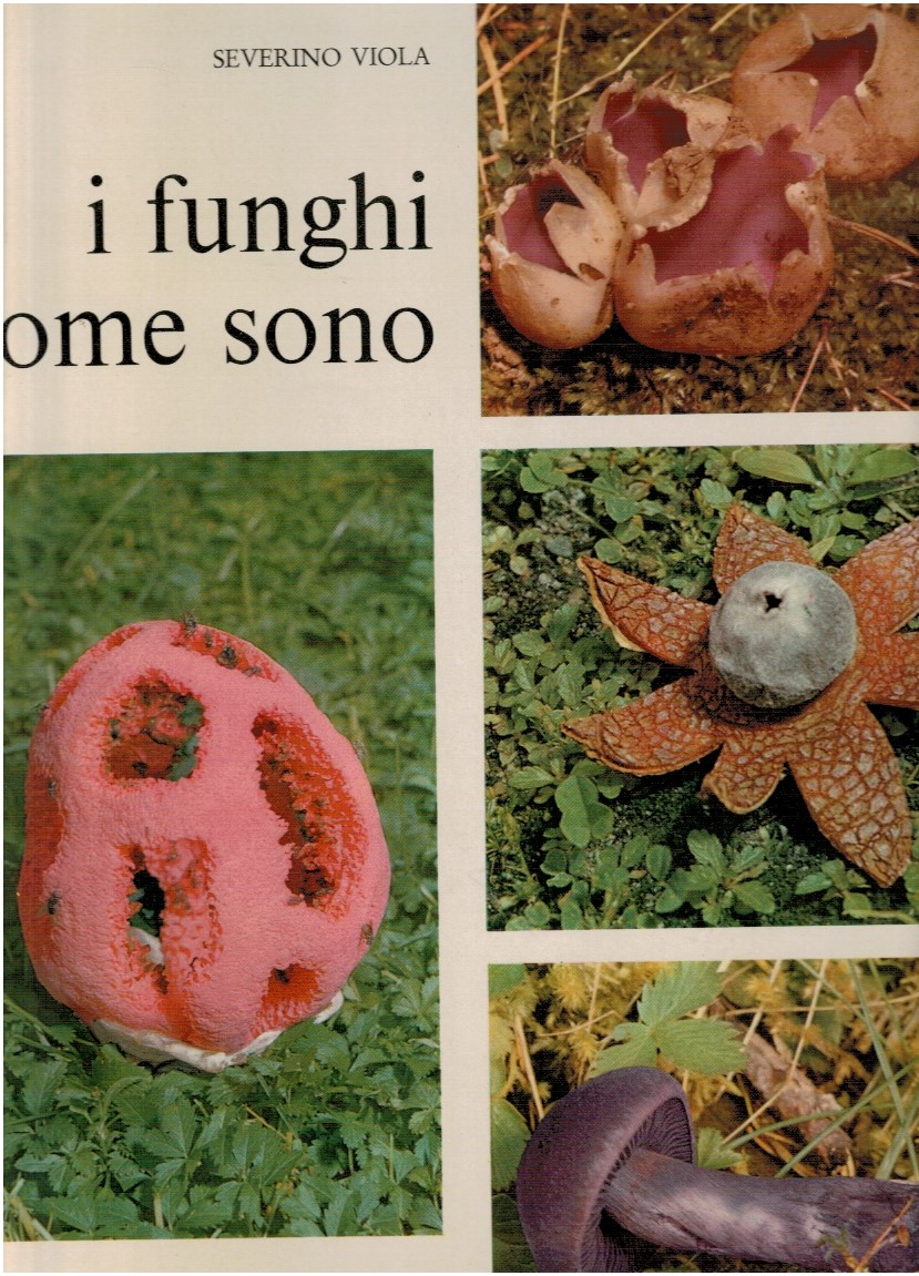 I funghi come sono