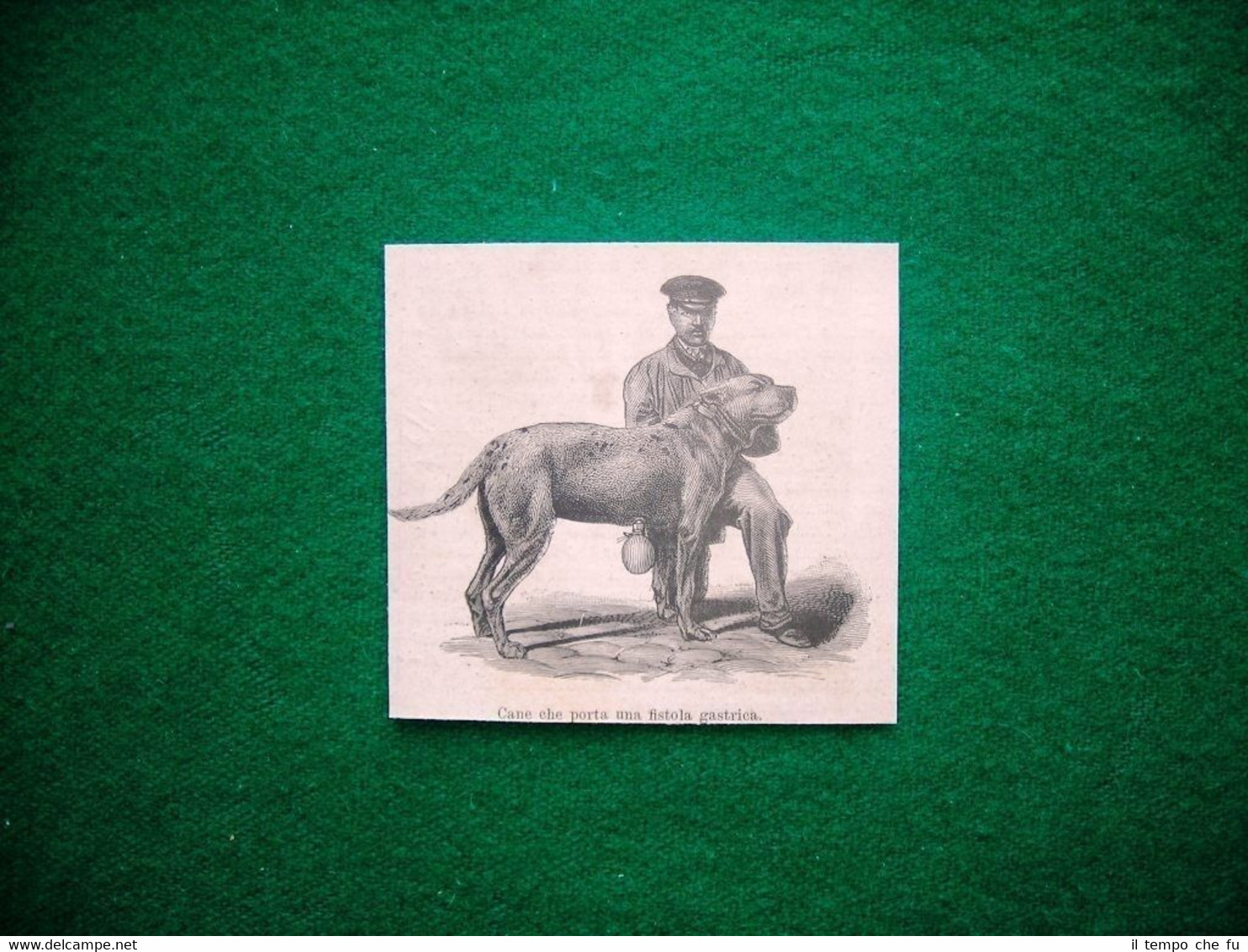 1882 - Cane che porta una fistola gastrica