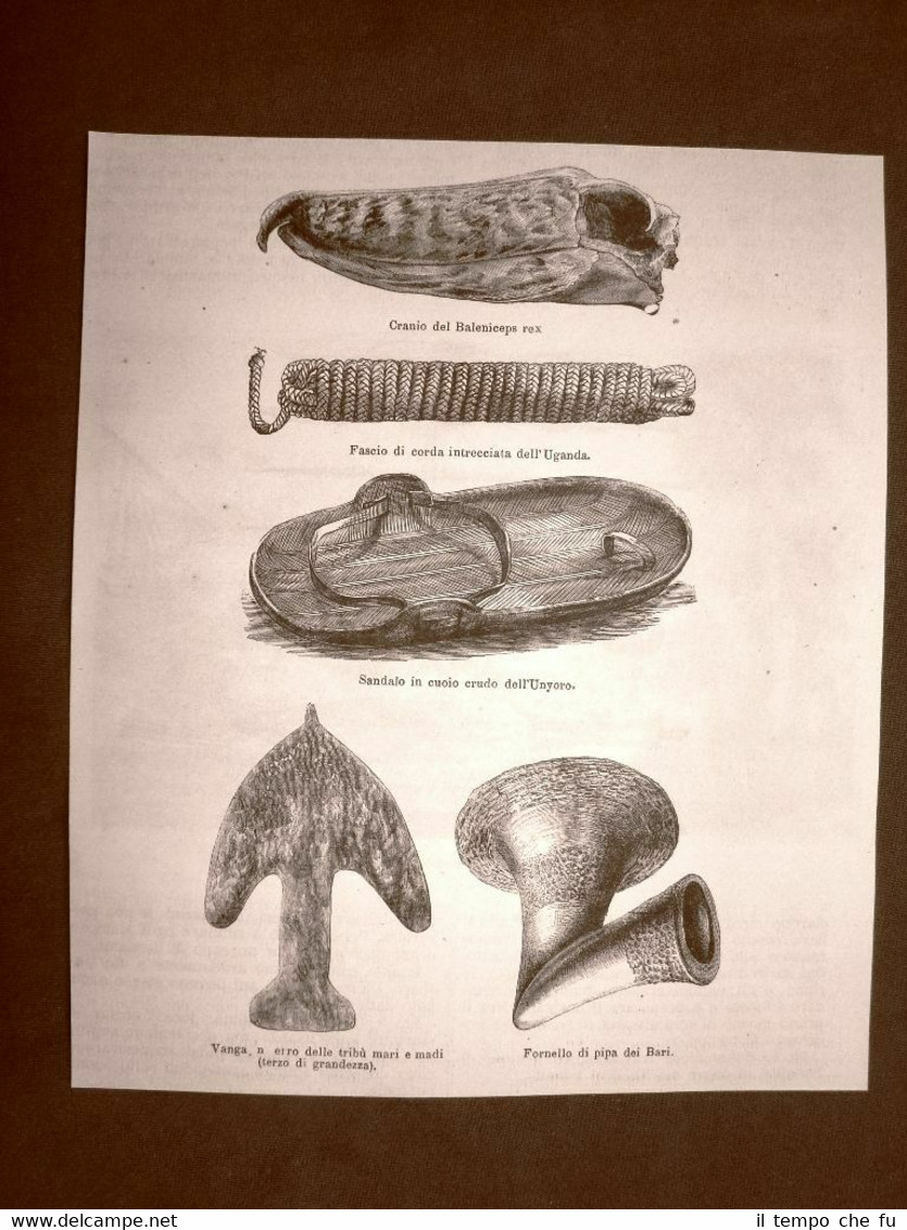 Africa centrale 1863 Oggetti tribù Cranio corda sandalo vanga fornello …