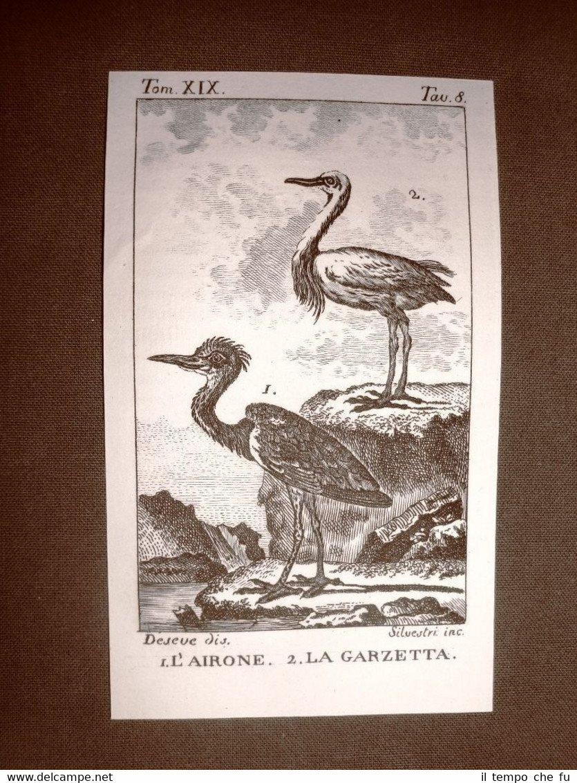 Airone e Garzetta Incisione su rame del 1813 Buffon Uccello …