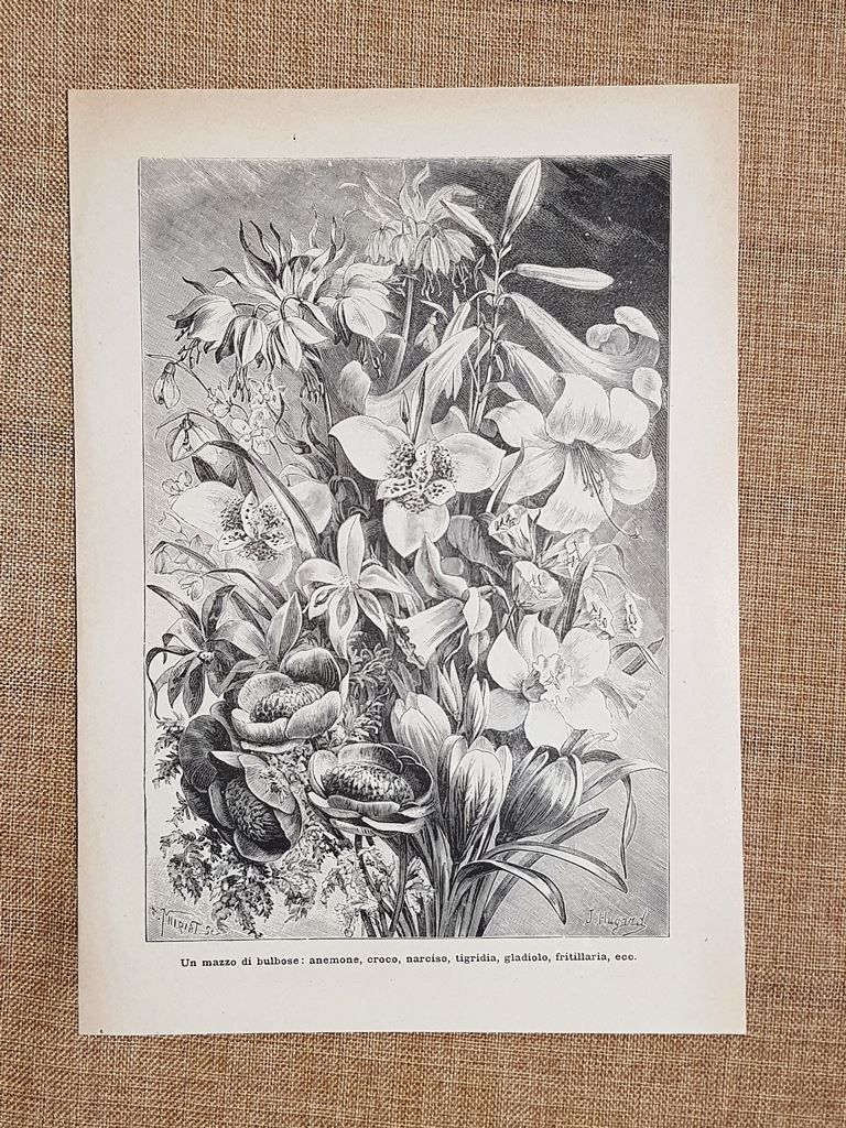 Anemone Croco Narciso Tigridia Gladiolo e Fritillaria Botanica Stampa del …
