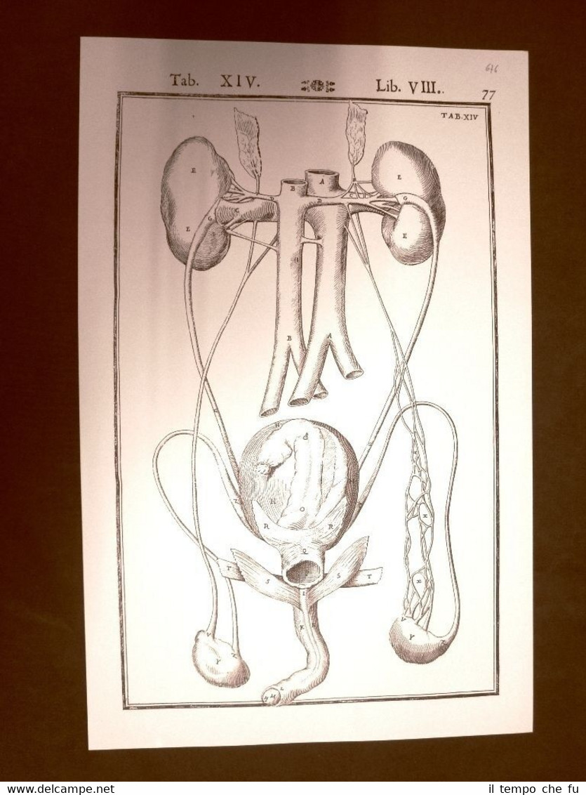 Apparato urinario #2 Tavola anatomica Litografia Giulio C. Casseri 1627 …